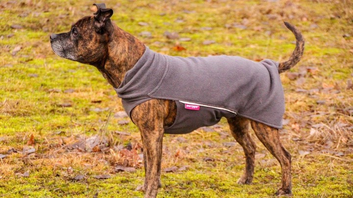 Hunden Zoe