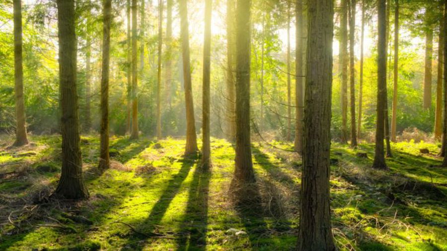 Ljusgrön skog, höga granar, solljus ner mellan träden