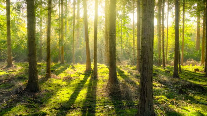 Ljusgrön skog, höga granar, solljus ner mellan träden